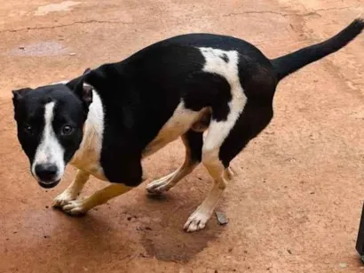 Cachorro raça SRD-ViraLata idade 1 ano nome Bob