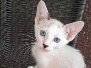 Gato raça SRD-ViraLata idade 2 a 6 meses nome ...