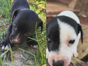 Cachorro raça SRD-ViraLata idade 2 a 6 meses nome A procura de um dono para escolher meu nome ??