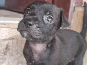 Cachorro raça SRD-ViraLata idade 2 a 6 meses nome Pretinho 