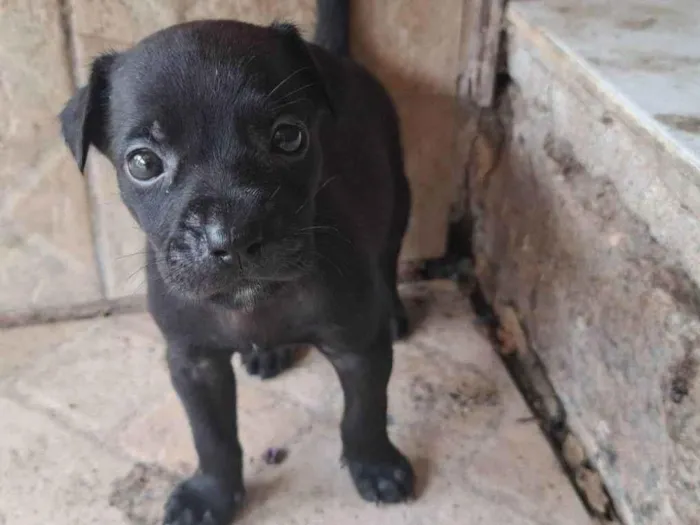 Cachorro raça SRD-ViraLata idade 2 a 6 meses nome Pretinho 