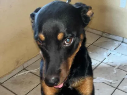 Cachorro raça Rottweiler idade 2 anos nome Thor