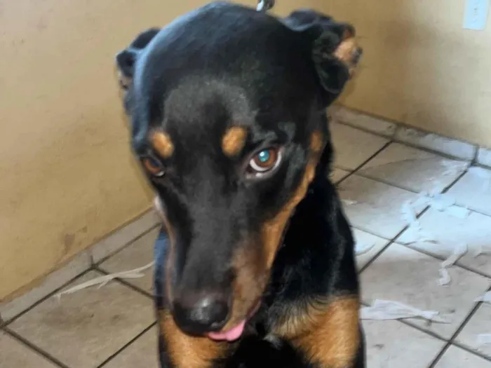 Cachorro raça Rottweiler idade 2 anos nome Thor