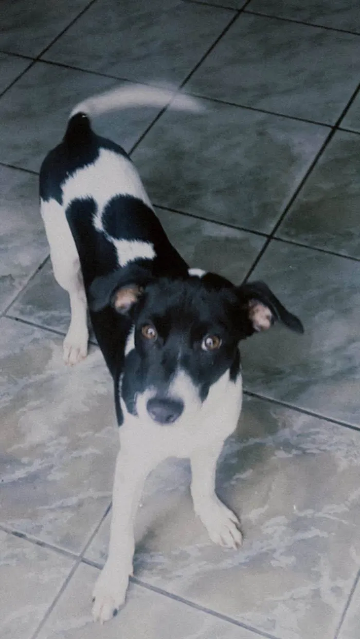 Cachorro raça SRD-ViraLata idade 3 anos nome Duque