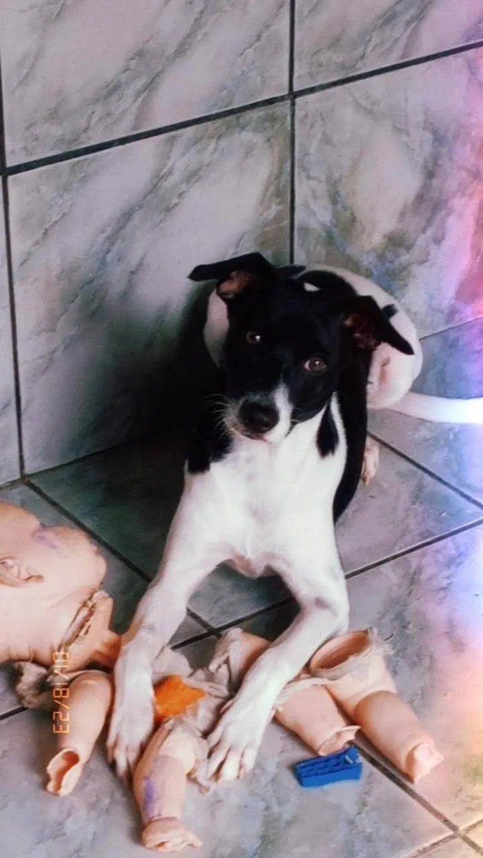 Cachorro raça SRD-ViraLata idade 3 anos nome Duque