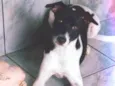 Cachorro raça SRD-ViraLata idade 3 anos nome Duque