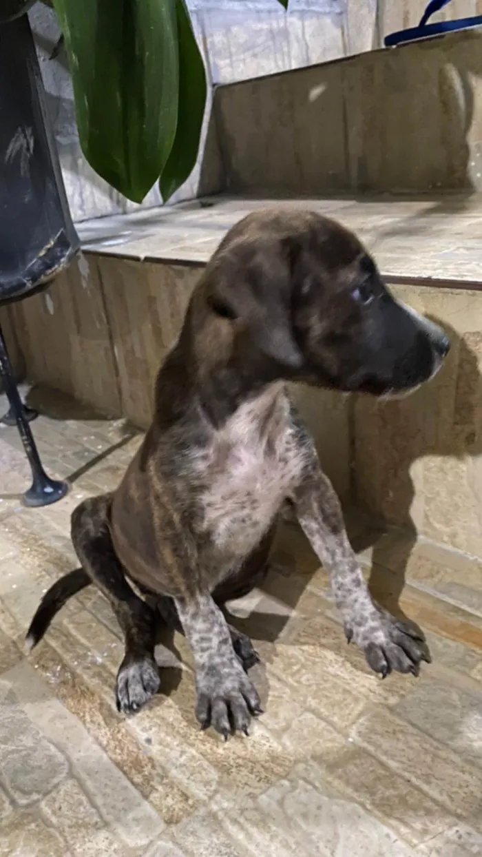 Cachorro raça SRD-ViraLata idade 2 a 6 meses nome Formigueira 