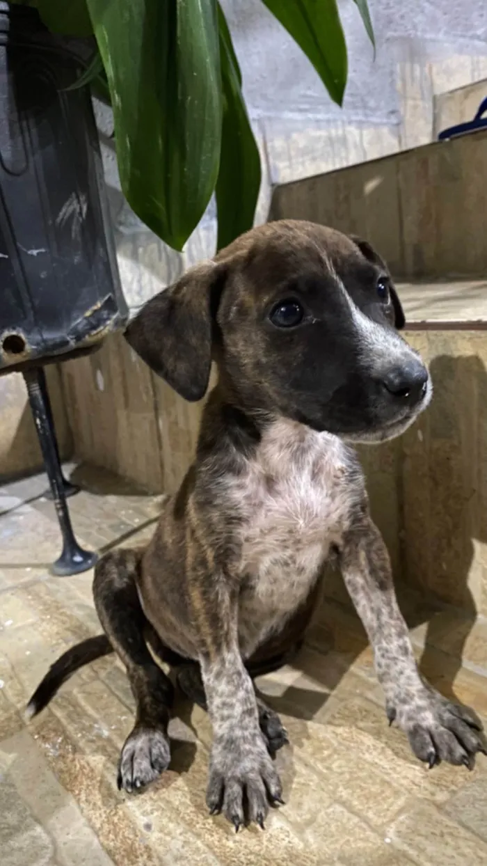 Cachorro raça SRD-ViraLata idade 2 a 6 meses nome Formigueira 