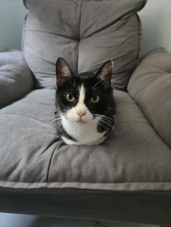 Gato raça SRD-ViraLata idade 3 anos nome Liz  e Bruce 