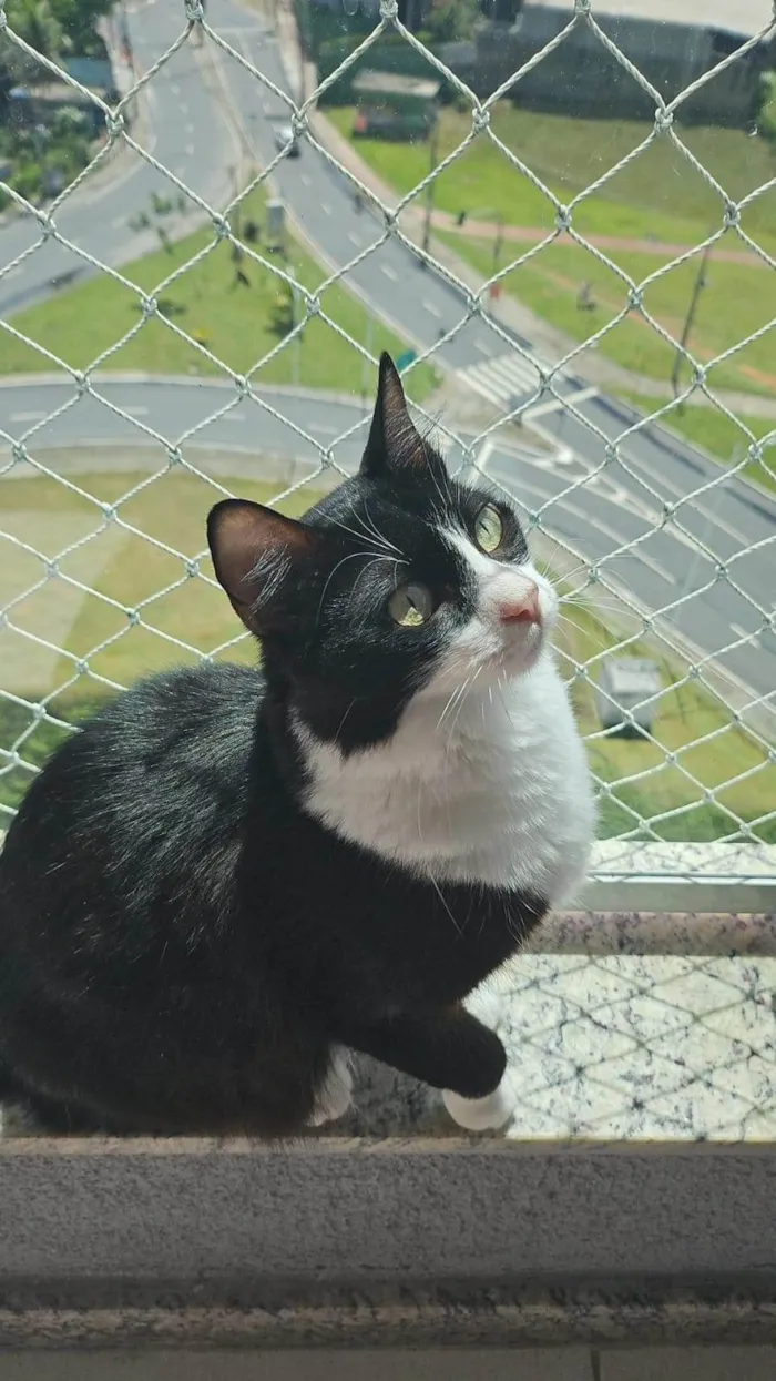 Gato raça SRD-ViraLata idade 3 anos nome Liz  e Bruce 