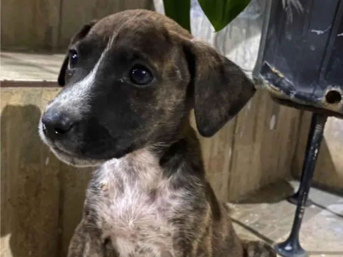 Cachorro raça SRD-ViraLata idade 2 a 6 meses nome Formigueira 