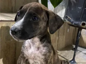 Cachorro raça SRD-ViraLata idade 2 a 6 meses nome Formigueira 