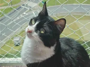 Gato raça SRD-ViraLata idade 3 anos nome Liz  e Bruce 