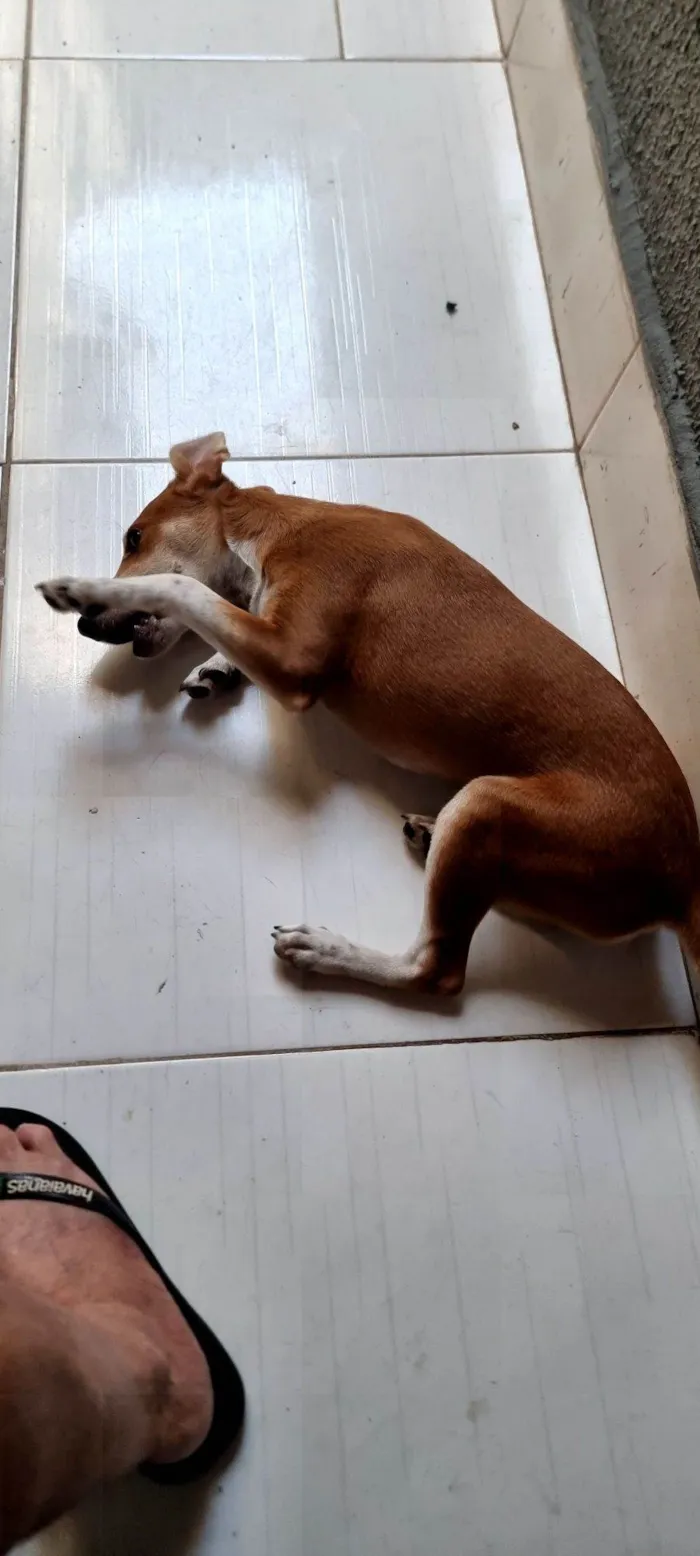 Cachorro raça SRD-ViraLata idade 2 a 6 meses nome Lola