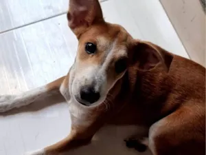 Cachorro raça SRD-ViraLata idade 2 a 6 meses nome Lola
