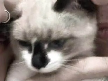 Gato raça Siamês idade 2 a 6 meses nome Jae