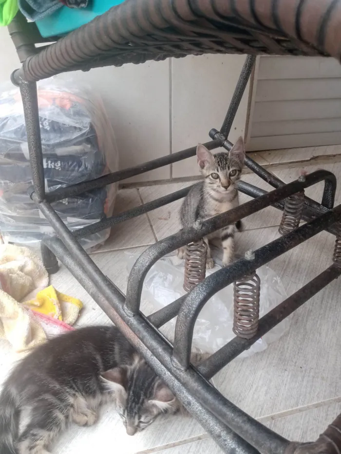 Gato raça SRD-ViraLata idade 2 a 6 meses nome Sem nome