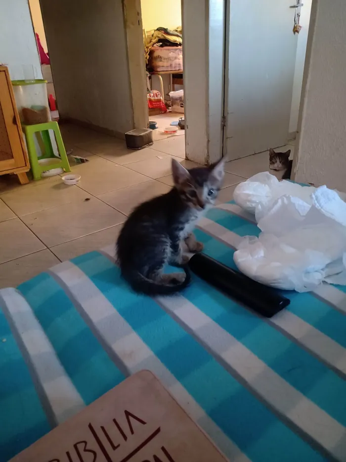 Gato raça SRD-ViraLata idade 2 a 6 meses nome Sem nome