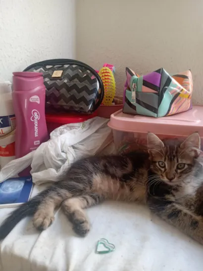 Gato raça SRD-ViraLata idade 2 a 6 meses nome Sem nome