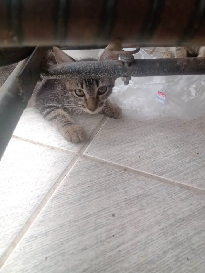 Gato raça SRD-ViraLata idade 2 a 6 meses nome Sem nome