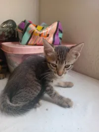 Gato raça SRD-ViraLata idade 2 a 6 meses nome Sem nome