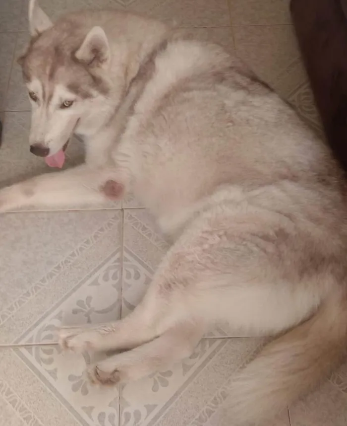 Cachorro raça Husky Siberiano idade 6 ou mais anos nome Cobalt 
