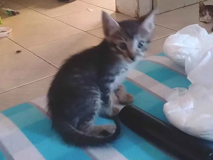 Gato raça SRD-ViraLata idade 2 a 6 meses nome Sem nome