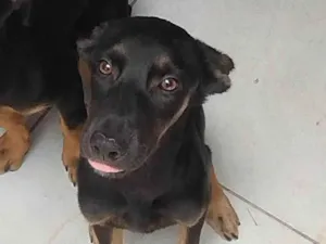 Cachorro raça SRD-ViraLata idade 2 a 6 meses nome MILI