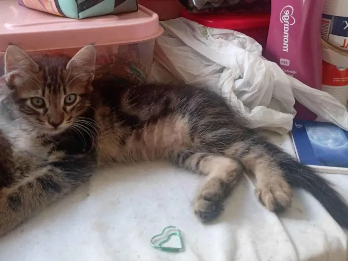 Gato raça SRD-ViraLata idade 2 a 6 meses nome Sem nome