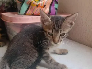 Gato raça SRD-ViraLata idade 2 a 6 meses nome Sem nome