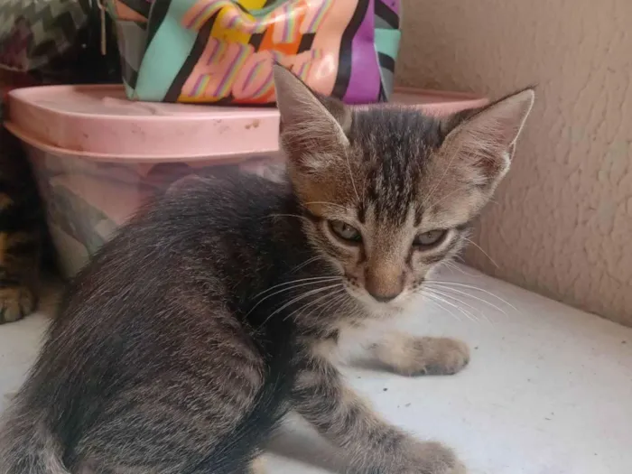 Gato raça SRD-ViraLata idade 2 a 6 meses nome Sem nome