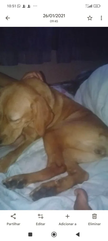 Cachorro raça SRD-ViraLata idade 5 anos nome mayya