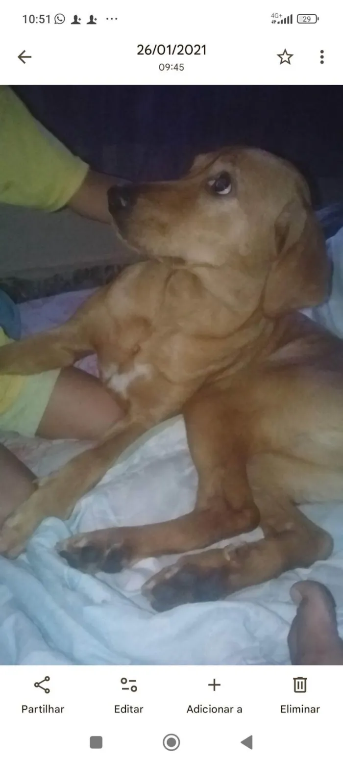 Cachorro raça SRD-ViraLata idade 5 anos nome mayya