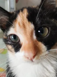 Gato raça SRD-ViraLata idade 2 a 6 meses nome Rosinha