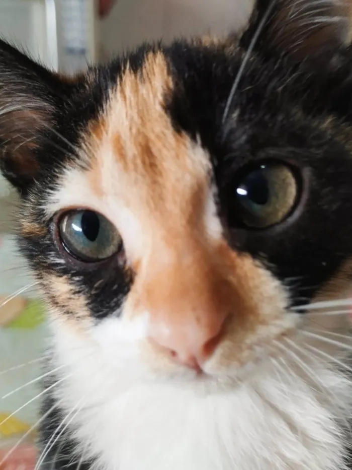 Gato raça SRD-ViraLata idade 2 a 6 meses nome Rosinha