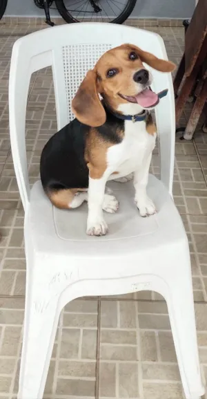 Cachorro raça SRD-ViraLata idade 7 a 11 meses nome Pingo