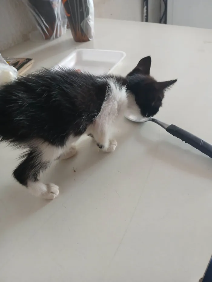 Gato raça SRD-ViraLata idade Abaixo de 2 meses nome Faísca 