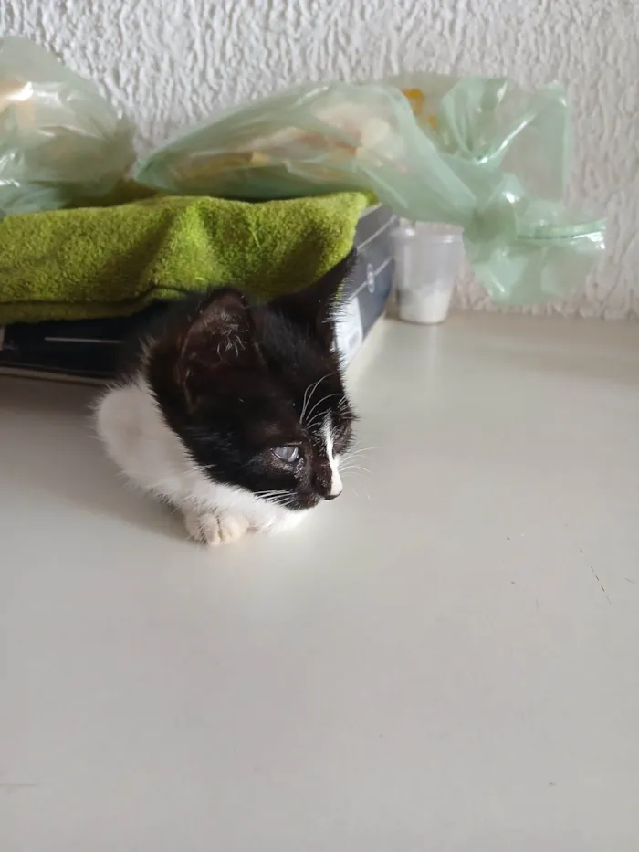 Gato raça SRD-ViraLata idade Abaixo de 2 meses nome Faísca 