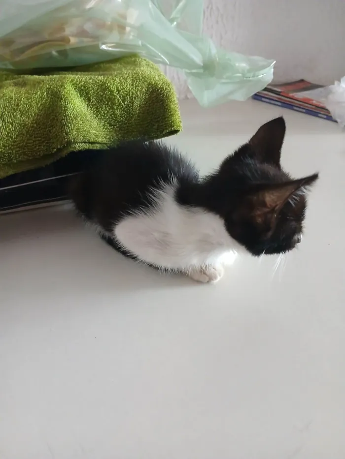 Gato raça SRD-ViraLata idade Abaixo de 2 meses nome Faísca 