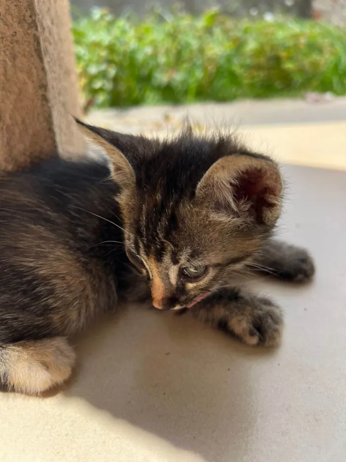 Gato raça SRD-ViraLata idade 2 a 6 meses nome sem nome