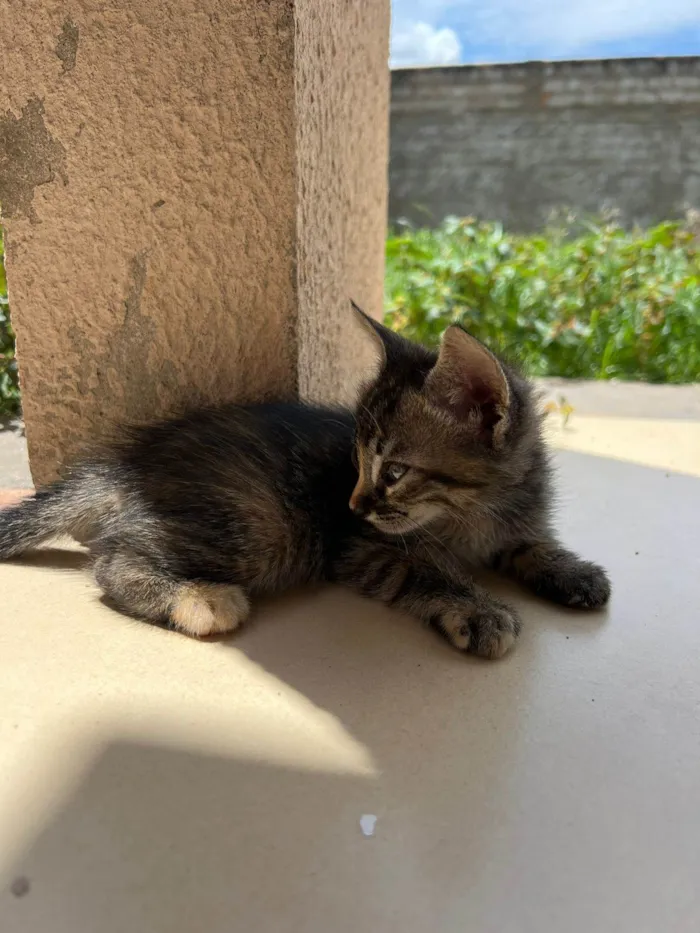 Gato raça SRD-ViraLata idade 2 a 6 meses nome sem nome