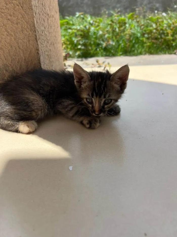 Gato raça SRD-ViraLata idade 2 a 6 meses nome sem nome