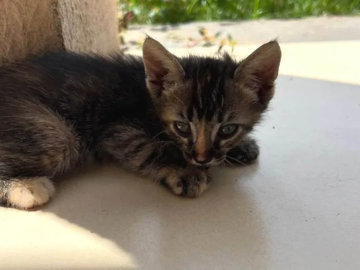 Gato raça SRD-ViraLata idade 2 a 6 meses nome sem nome