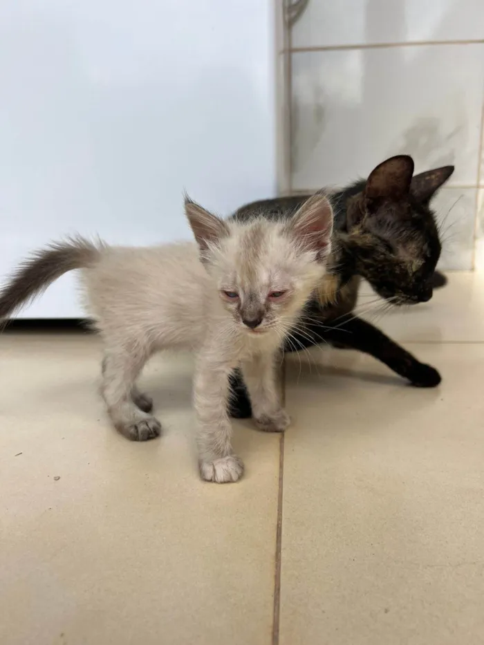 Gato raça SRD-ViraLata idade 2 a 6 meses nome tina