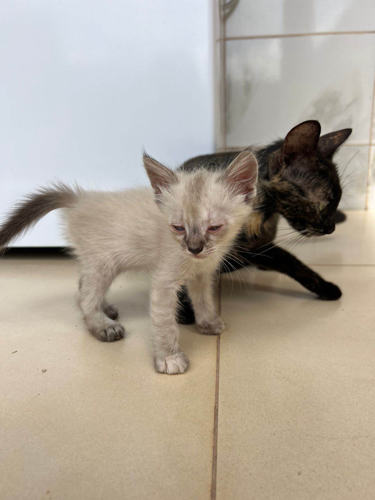 Gato raça SRD-ViraLata idade 2 a 6 meses nome tina