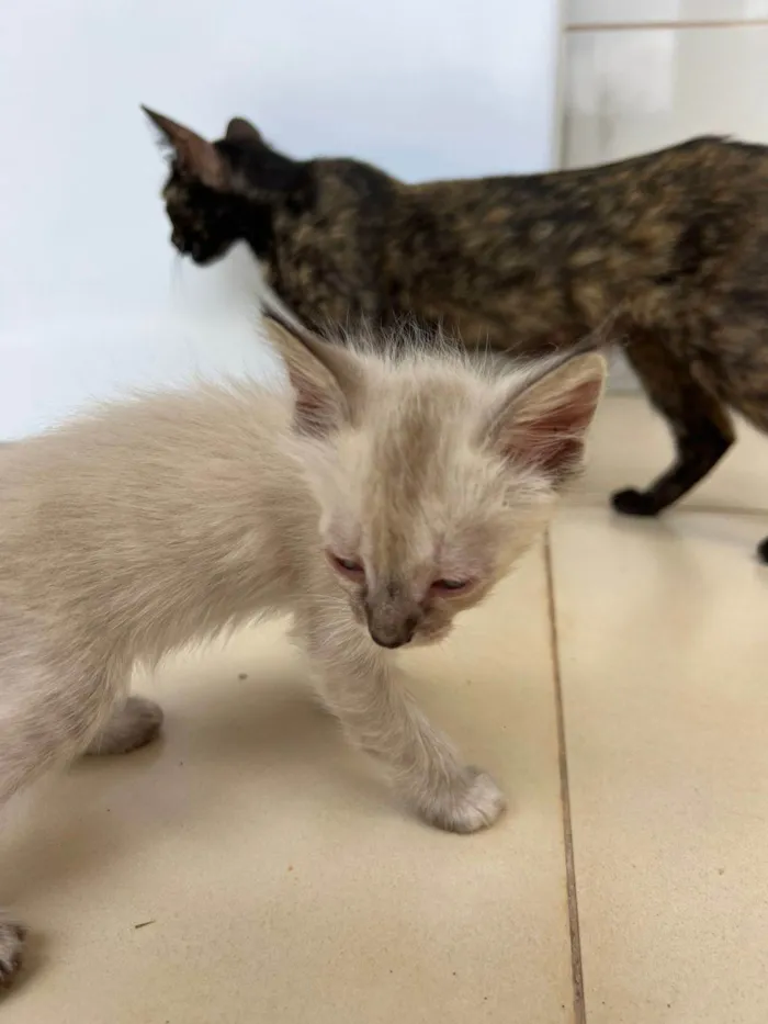 Gato raça SRD-ViraLata idade 2 a 6 meses nome tina