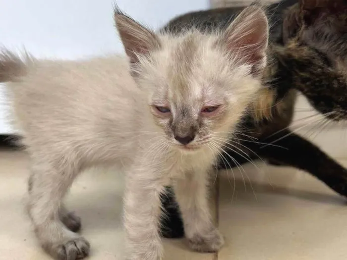 Gato raça SRD-ViraLata idade 2 a 6 meses nome tina