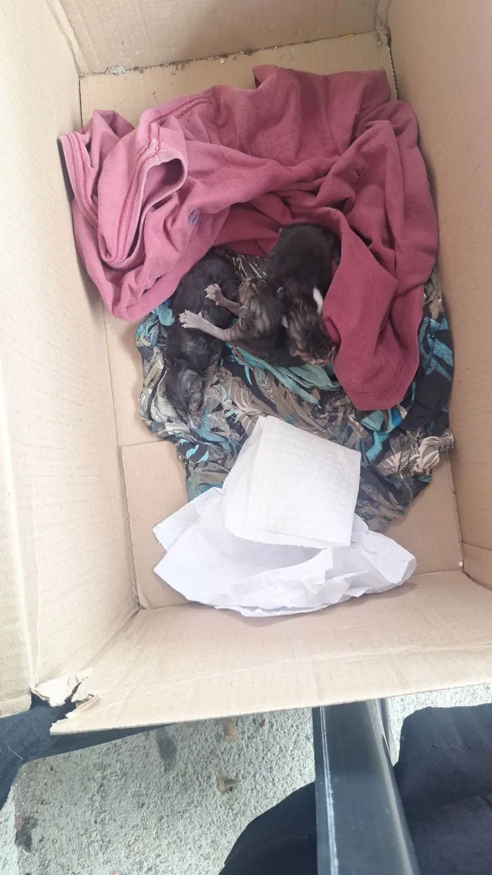 Gato raça SRD-ViraLata idade Abaixo de 2 meses nome KATTY SAMERSON CARVALHO