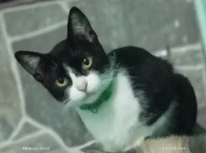 Gato raça Exótico idade 7 a 11 meses nome Diversos