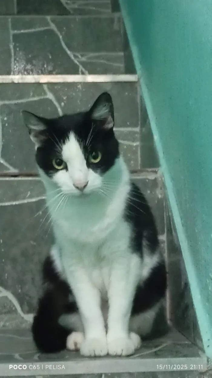 Gato raça Exótico idade 7 a 11 meses nome Diversos